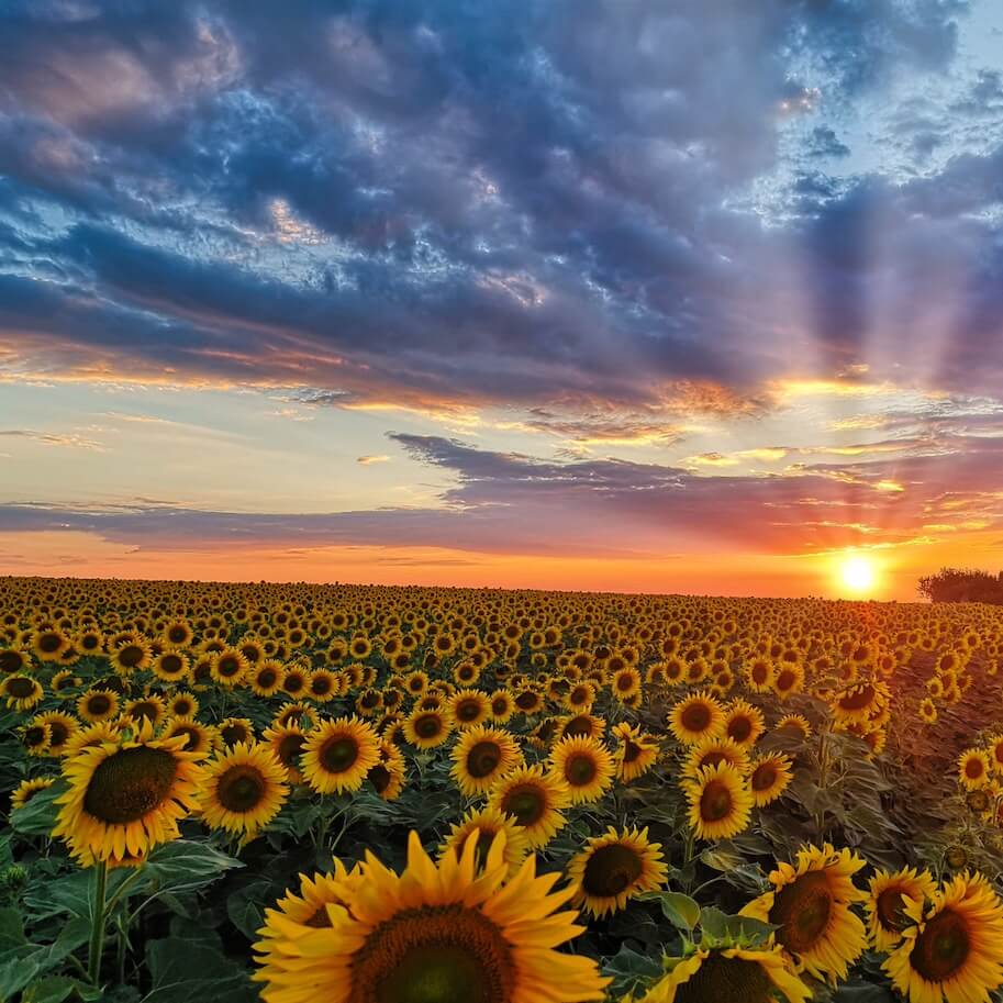 Beautiful Sun Flowers - Andavo Travel